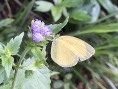 Eurema hecabe