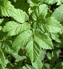 Aegopodium podagraria
