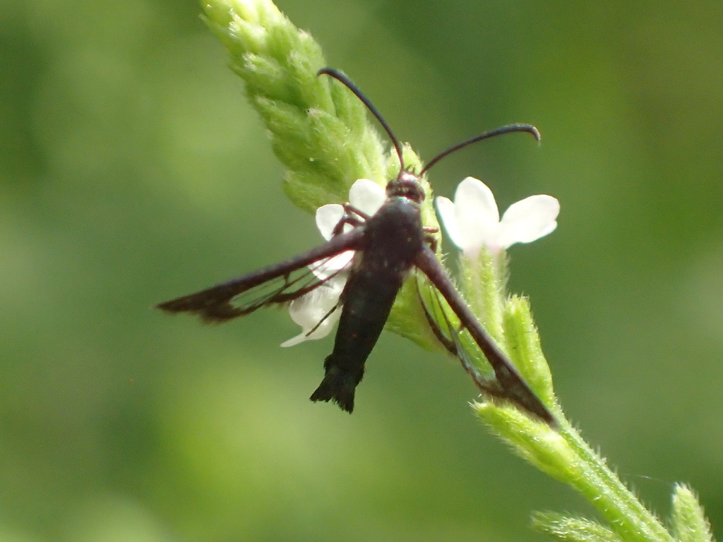 Osminia