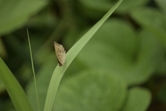 Junonia almana almana