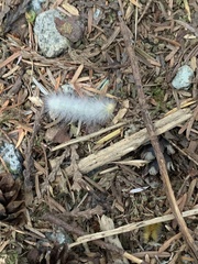 Erebidae