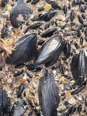 Brachidontes rostratus
