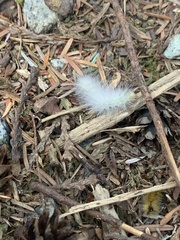 Erebidae