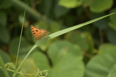 Junonia almana almana