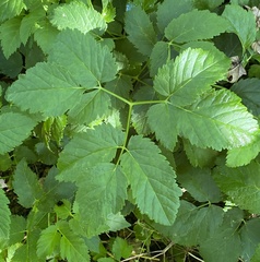 Aegopodium podagraria
