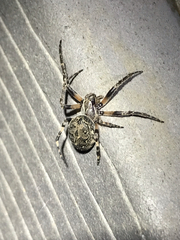 Araneidae