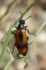 Lydus trimaculatus italicus