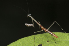 Schizomantodea
