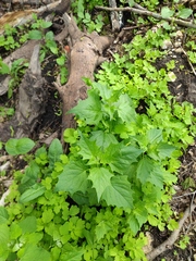 Chenopodiastrum hybridum