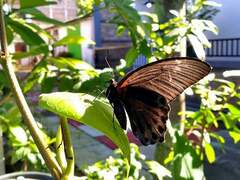 Papilio memnon