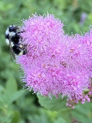 Bombus vancouverensis