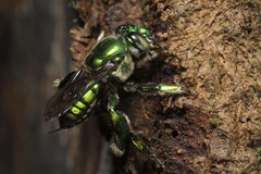 Euglossa