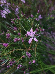 Philotheca salsolifolia