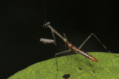Schizomantodea