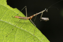 Schizomantodea