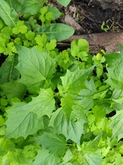 Chenopodiastrum hybridum