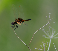 Macrodiplax balteata
