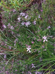 Philotheca salsolifolia