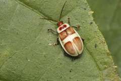 Asphaera discicollis