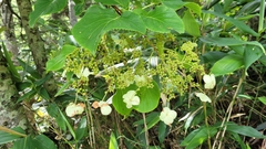Hydrangea petiolaris