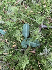 Goodyera oblongifolia