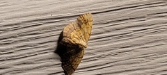 Nematocampa resistaria