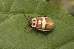Asphaera discicollis