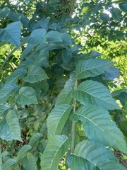 Ulmus glabra