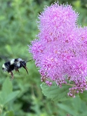 Bombus vancouverensis