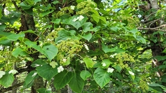 Hydrangea petiolaris