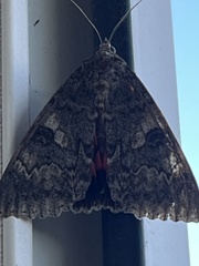 Catocala nupta