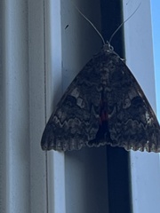 Catocala nupta