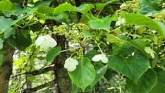 Hydrangea petiolaris
