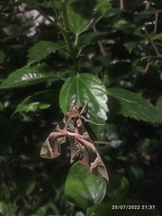 Daphnis nerii