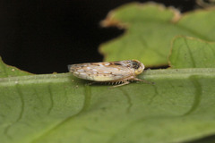 Cicadellidae