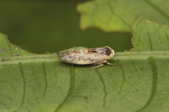 Cicadellidae