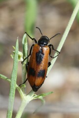 Lydus trimaculatus italicus