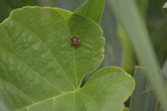 Laccoptera nepalensis