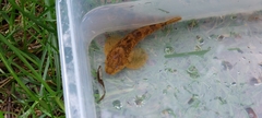 Cottus gobio