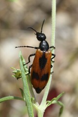Lydus trimaculatus italicus