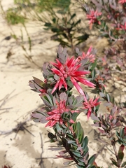Styphelia triflora