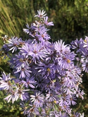 Symphyotrichum laeve