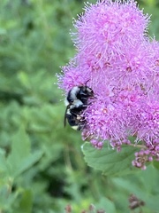 Bombus vancouverensis