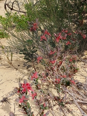 Styphelia triflora