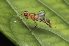 Micropezidae