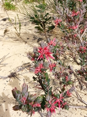 Styphelia triflora