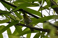 Erpornis zantholeuca