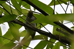 Erpornis zantholeuca