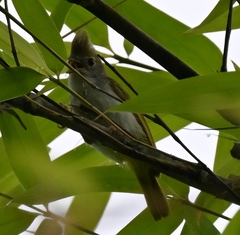 Erpornis zantholeuca