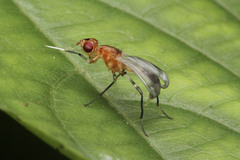 Micropezidae